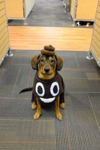 pet costumes, halloween costumes for pets, easy pet costumes, simple dog costumes