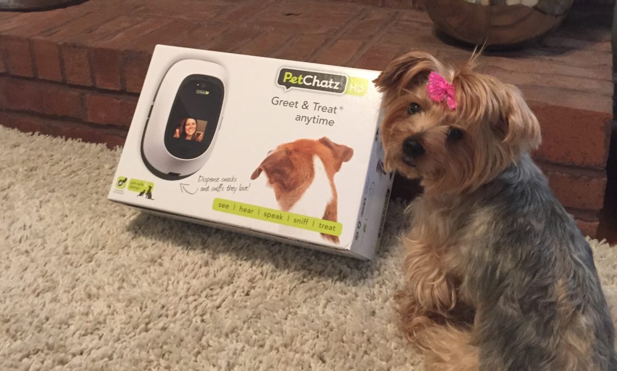 How Good is Your Dog’s or Cat's memory? PeChatz