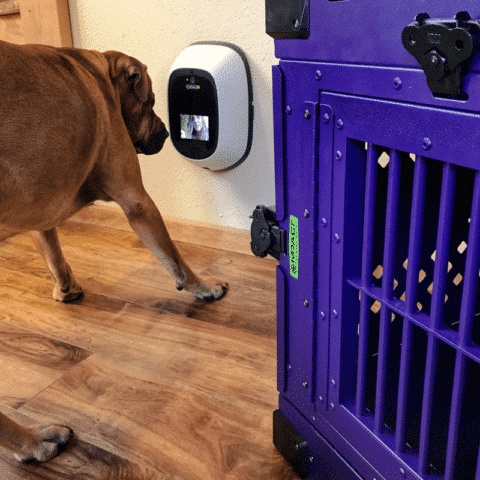 impact dog crates, dog camera, petchatz, giveway, dog kennel