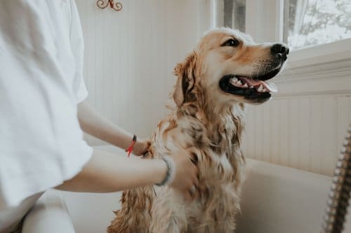 dog washing, dog washing tips, dirty dog, dog washing, dog shampoo, dog conditioner