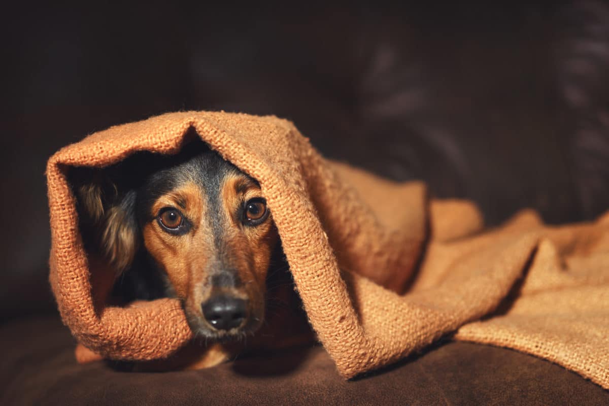 Six Tips on How to Walk Your Dog Safely at Night • PetChatz®