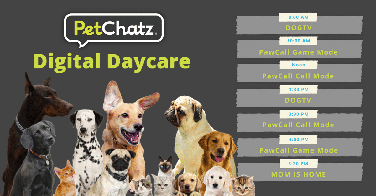 Image result for PetChatz Offers Digital Daycare For Your Pets