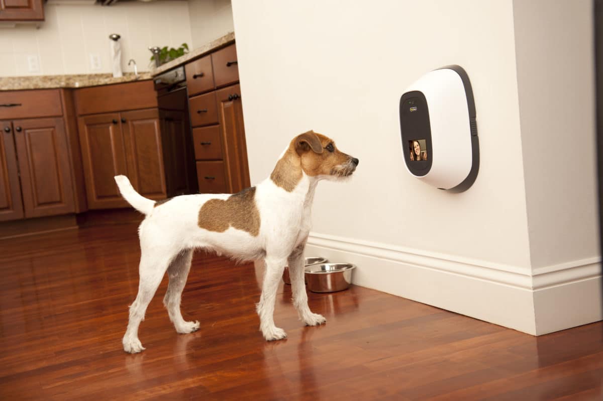 pet chatz camera