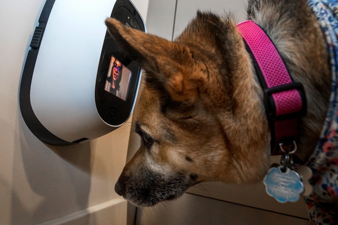 Petchatz, La Video Cámara Con La Que Podrás Ver Y Comunicarte Con Tu Perro